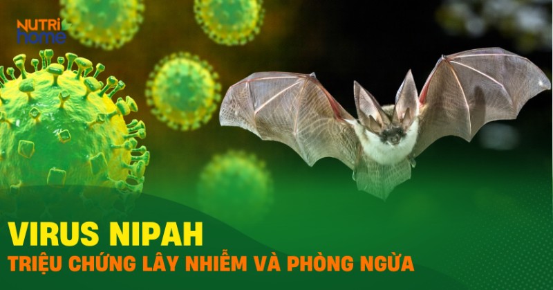 Bài tuyên truyền phòng tránh VIRUS NIPAH